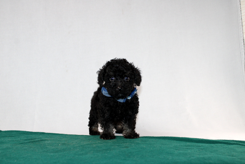 puppy, for, sale, Toy Poodle, Matthew B. Stoltzfus, dog, breeder, Gap, PA, dog-breeder, puppy-for-sale, forsale, nearby, find, puppyfind, locator, puppylocator, aca